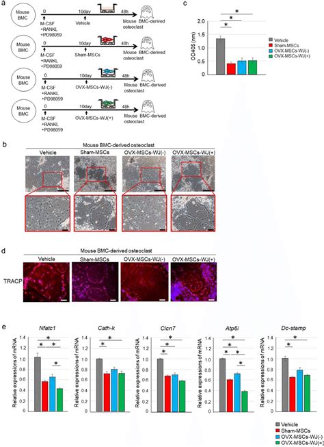 Regulatory Effect Of Ovx Mscs Activated With Wjs On Mouse Bone Marrow