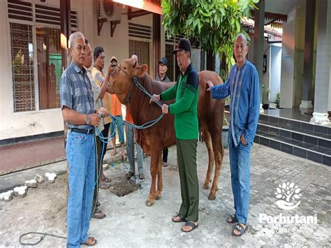 Perhutani Perhutani Bagikan Daging Kurban Kepada Masyarakat Sekitar Hutan