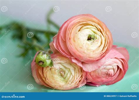 Three Beautiful Ranunculus In The Shades Of Salmon Stock Image Image