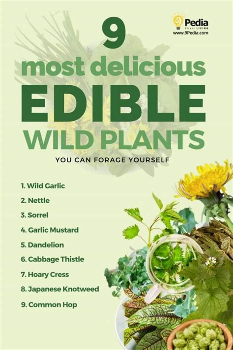 9 Most Delicious Edible Wild Plants In 2024 You Can Forage 9pedia