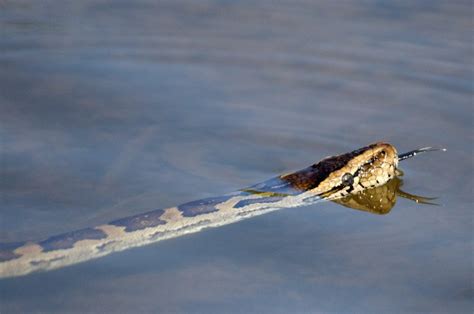 Honey Badger Takes On Python And Wins Africa Geographic