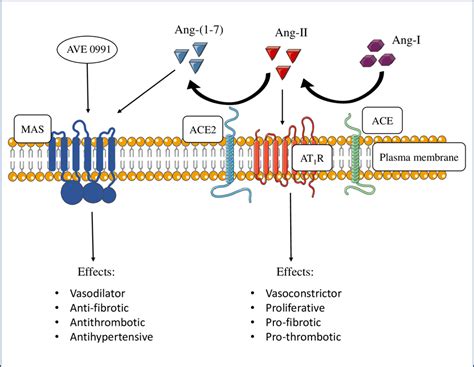 SciELO Brasil Evaluation Of The Cardioprotective And