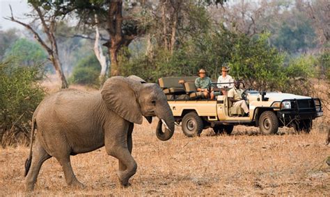 Why Are Safaris So Expensive Africa Safaris Tours Africa Tours