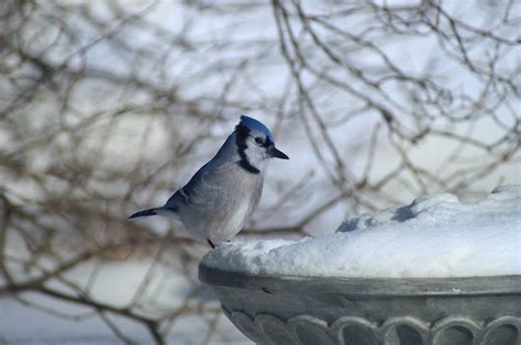 Tipps Zur Vogelf Tterung Im Winter Fehler Vermeiden Und Gartenv Gel