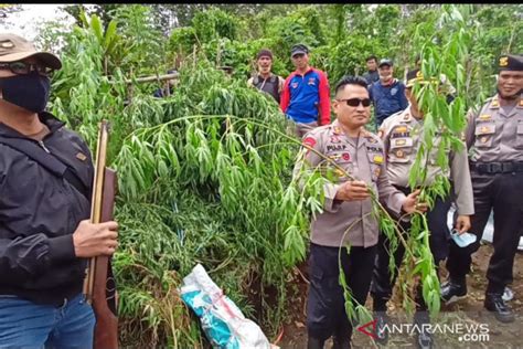 Polisi Tangkap Oknum Guru Tanam Ganja Antara News