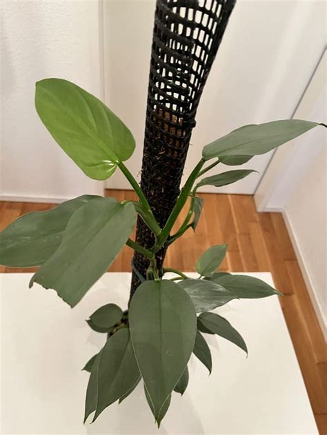 Philodendron Silver Arrow Kaufen Auf Ricardo