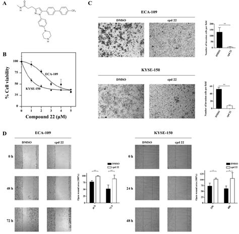 Inhibition Of Ilk Attenuated Escc Cell Proliferation Invasion And