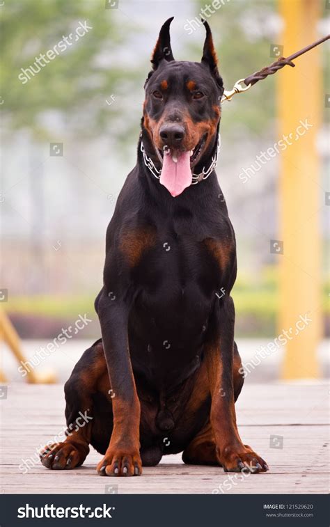 The Doberman Pinscher, A Guard Dog Stock Photo 121529620 : Shutterstock