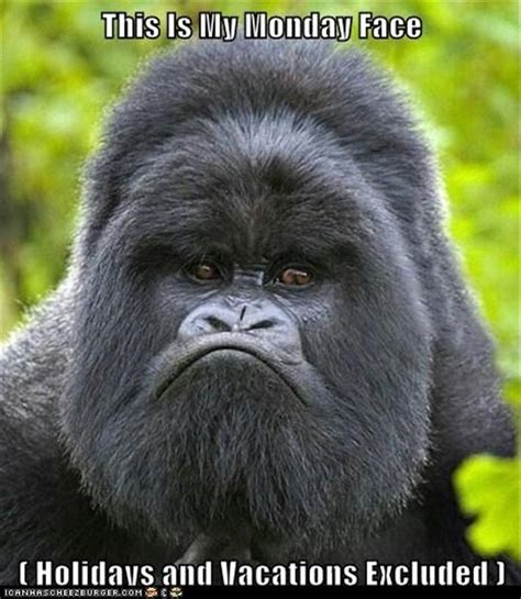 funny monday pictures, angry ape - Dump A Day