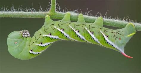 Tobacco Hornworm (Manduca sexta) vs Tomato Hornworm