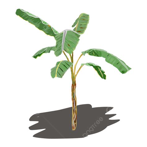 Pohon Pisang Pisang Pohon Pohon Pisang Asli Clipart Pohon Pisang Png