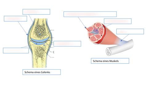 Schema Gelenk Und Muskel Bewegungsapparat Diagram Quizlet