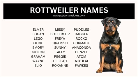 400+ Rottweiler Names (With Meanings)