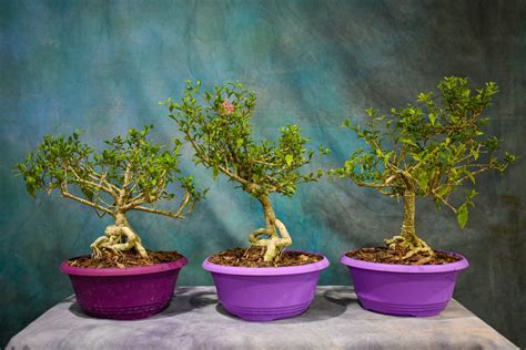 Dwarf Barbados Cherry Exposed Root 9 Pot Wigerts Bonsai