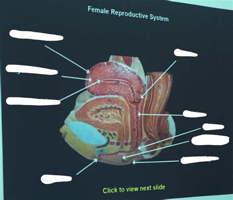 Female Reproductive Diagram Quizlet