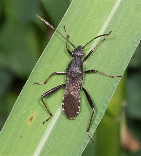 Broad Headed Bug Alydus Eurinus Alydus Bugguide Net