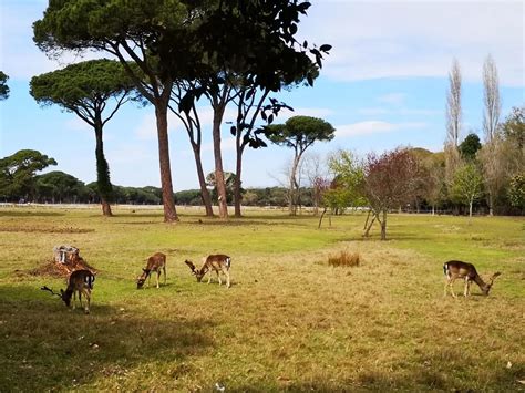 Oratori In Festa Attese Presenze Da Tutta Italia Per Una Settimana