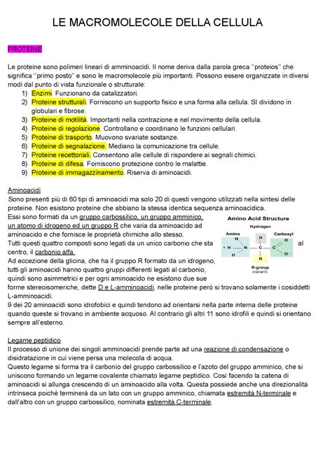 Le Macromolecole Della Cellula Proteine Appunti Di Biologia