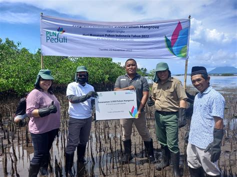 Jaga Kelestarian Alam Pln Tanam Pohon Mangrove Dan Pohon