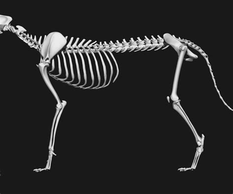 ArtStation - Cheetah Skeleton | Resources