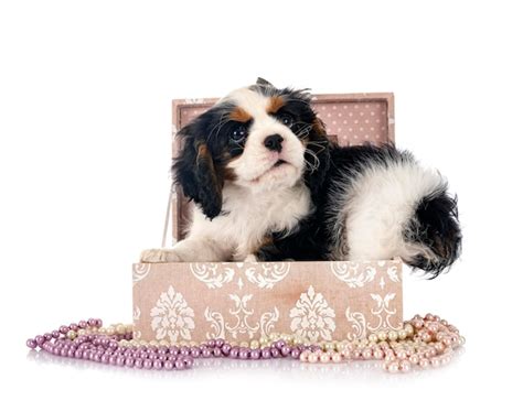 P Gina Imagens Cavalier King Charles Filhote De Cachorro Vetores