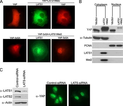 Phosphorylation Of YAP By LATS1 Enhances Its Localization In The