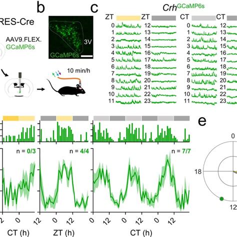 Scn Vip Neurons Inhibit Pvn Crh Neuron Activity And Shift Pvn Clock