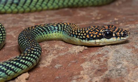 Paradise Flying Snake Pictures - AZ Animals