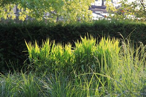 Ziergr Ser Im Garten Von Ehren Garten Hamburg Von Garten Von