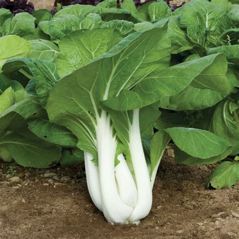 Jual Benih Pakchoy Putih Bokchoy 30 Biji Repack Takii Seed White