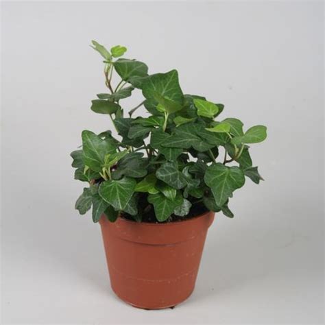 Hedera helix 'Wonder' — Рослини оптом FlorAccess