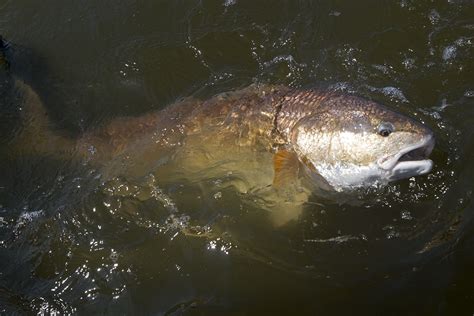 South Louisiana Redfish Fishing Sport Fishing Mag