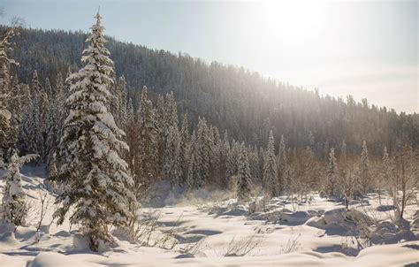 Wallpaper Winter Forest Snow Trees Ate The Snow Russia Taiga