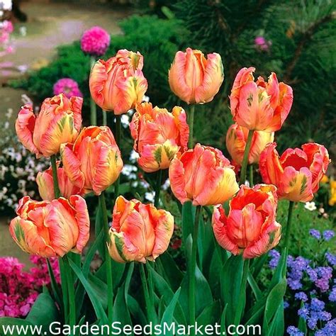 Tulipa Salmon Parrot Tulip Salmon Parrot 5 Bulbs Garden Seeds