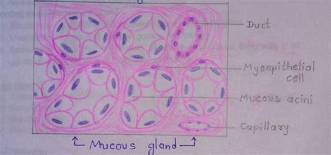 General Histology Emedicodiary