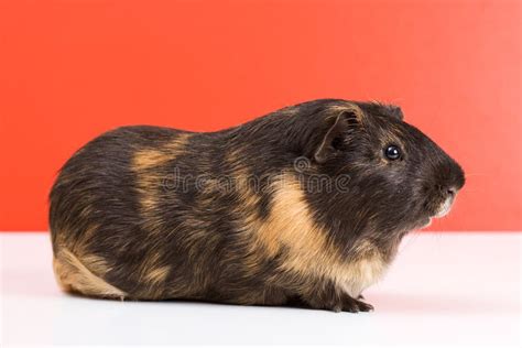 Black Guinea Pig Stock Photo Image Of Guinea Animal 7150932