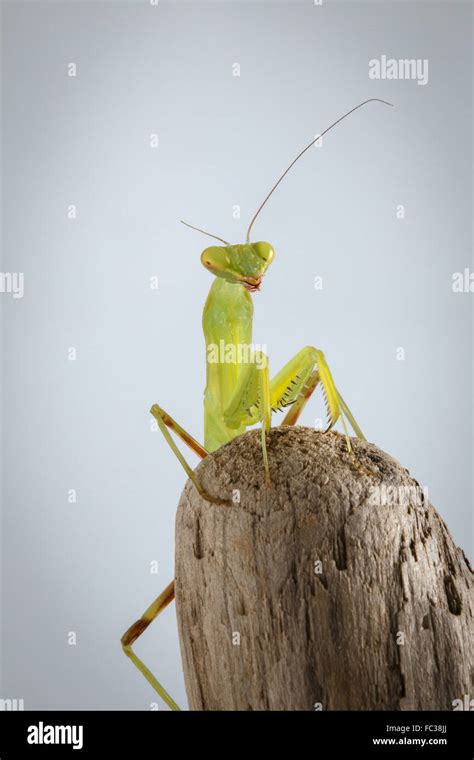 Green Praying Mantis Hi Res Stock Photography And Images Alamy