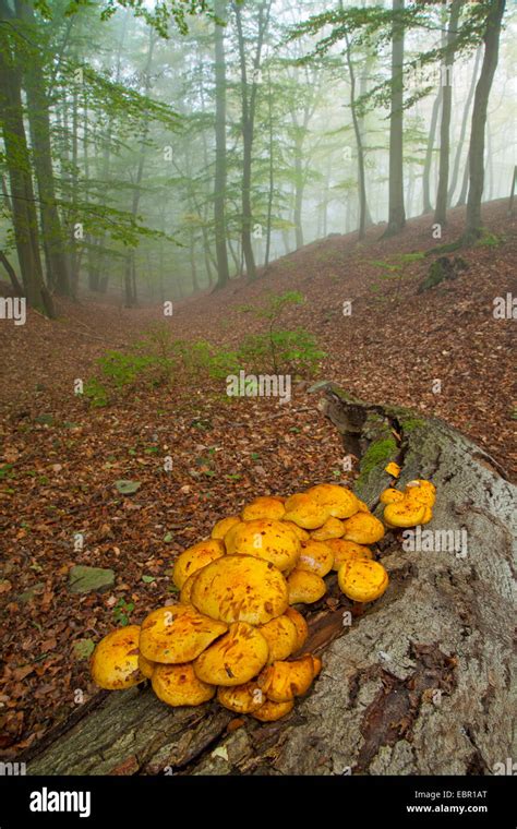 Orange Funghi Hi Res Stock Photography And Images Alamy