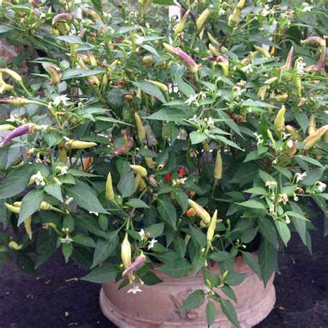 Capsicum Annuum Basket Of Fire Chilli Pepper Basket Of Fire In