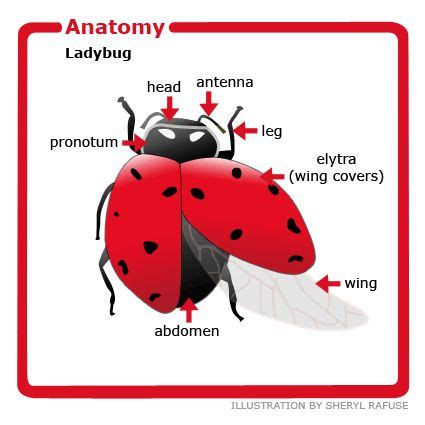 Ladybug Anatomy - Anatomy Reading Source