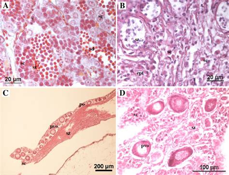 Histological Sections Of Testes In B Callensis A In Normal Males