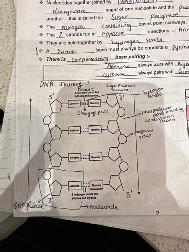 Biology Genetics DNA And RNA Flashcards Quizlet