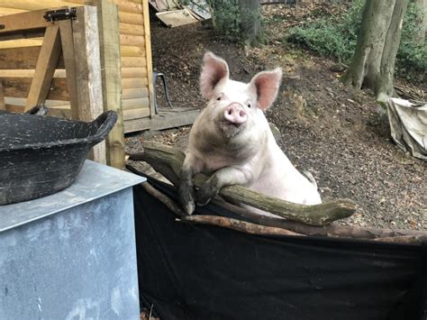 Harry Pigs In The Wood New