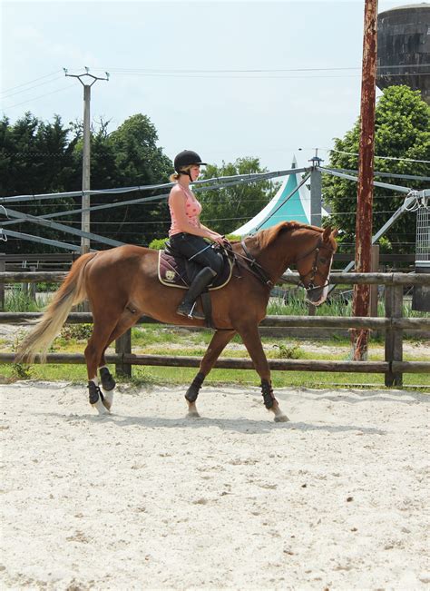 Viconte De Wiess Orane Van Hoye Photographie Equestre Flickr