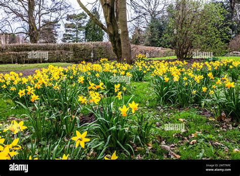 Daffodils Bloom In Worden Park Leyland Stock Photo Alamy