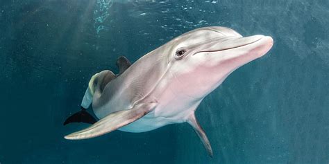 Winter the Dolphin and her prosthetic tail put the Clearwater Marine Aquarium on the map (photo ...