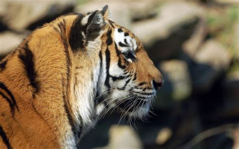 Wallpaper Face Eyes Tiger Profile Wildlife Big Cats Zoo