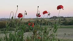 Category Flora Of Schleswig Holstein Wikimedia Commons