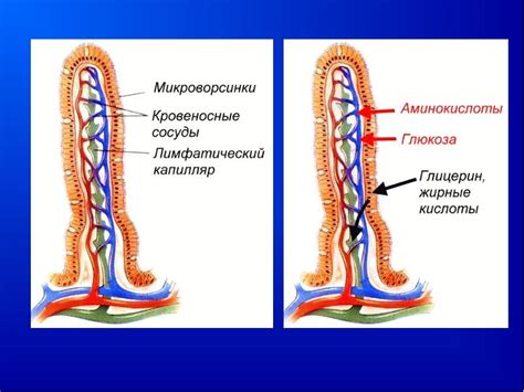 Кишечная ворсинка рисунок (50 фото)