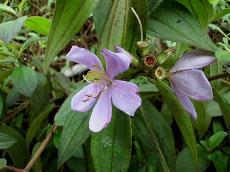 Senggani Melastoma Candidum Nelindah Flickr